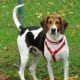 American Fox hound