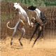 Carvan Hounds
