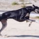 the-best-hunting-gun-dogs-from-india