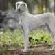 Pashmi Hound