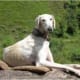 the-best-hunting-gun-dogs-from-india