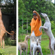 the-best-hunting-gun-dogs-from-india
