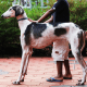 Carvan Hounds