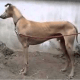 the-best-hunting-gun-dogs-from-india