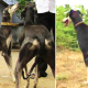 the-best-hunting-gun-dogs-from-india