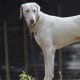 the-best-hunting-gun-dogs-from-india