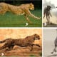Carvan Hounds speed and chasing is compared with Cheetah.