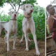 the-best-hunting-gun-dogs-from-india