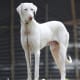 Rajapalayam Dog