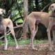 Kanni Dog