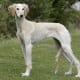 Pashmi Hound