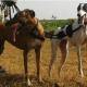 Sarail Hound and Rampur Greyhound - The Hunting Dogs From India