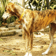 Bengal Hound