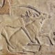 10-ancient-and-wild-dog-breeds