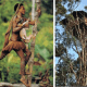 10-ancient-and-wild-dog-breeds