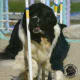 Agility Newf