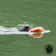 Instinctive Water Rescue Dogs love Getting Wet