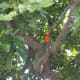 Cheeky & chirpy, the Foudia rubra