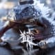 Two-thirds of the body of the Alaskan wood frog actually freezes during winter, leaving individual cells to continue functioning, but the frogs have no way to communicate with each other during hibernation. They thaw out in late April and May.