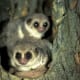 The a fat-tailed dwarf lemur hibernating inside a hollow tree in Madagascar. Although the tree is in the tropics, the lemur hibernates because its food and water source is deminished during the dry season.
