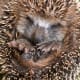 During mild winters hedgehogs often remain active into November and December although they typically hibernate from October/November until March/April. In case you see them in the winter, they have been known to move their nest.