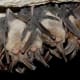 Bats in hibernation in an area with cool, stable air temperatures. These places are often different from the roosts used in spring and summer. They slip into torpor (lethargic state) and reduce the rate at which they burn off their fat reserves.