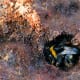 Bumblebees appreciate that the soil is a great place to spend the winter away from their predators and the cold weather. Bumblebees hibernate but honeybees do not.