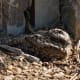 The common poorwill (Phalaenoptilus nuttallii) is the only bird that hibernates in cool weather. .It will enter a torpid state, with lowered body temperature, heartbeat, and rate of breathing for days or weeks.