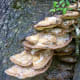 Interesting mushrooms