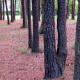 Wooded Area