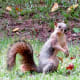 Many busy squirrels