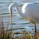 Great Egret in Cypress Park