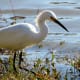 Snowy Egret in Cypress Park