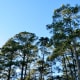 Wooded areas surround water