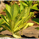 Nicotiana tabacum