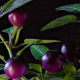 Capsicum annuum