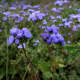Ageratum conyzoides