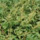 Amaranthus viridis