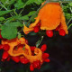 Momordica charantia