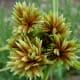 Cyperus rotundus