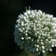 Allium cepa