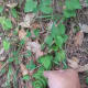 Pteridium spp