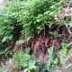 Adiantum aleuticum at One Spring Near Rayala Waterfall
