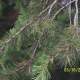 Cedrus deodara