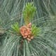 Pinus wallichiana