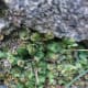 Marchantia is Found in the Old Walls of Dunga Gali Pipeline Track