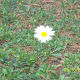 Bellis perennis