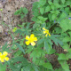 Chrysanthemum indicum