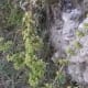 Rumex dentatus at Pipeline Track