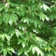 Aesculus chinensis
